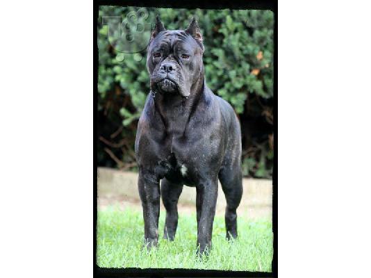 Cane Corso καθαρόαιμα επιλογής